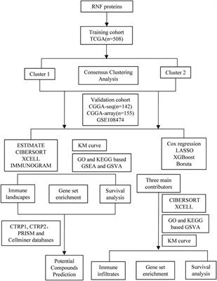 Functions of RNF Family in the Tumor Microenvironment and Drugs Prediction in Grade II/III Gliomas